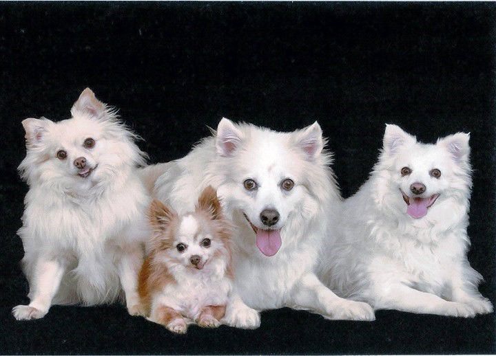 Pets